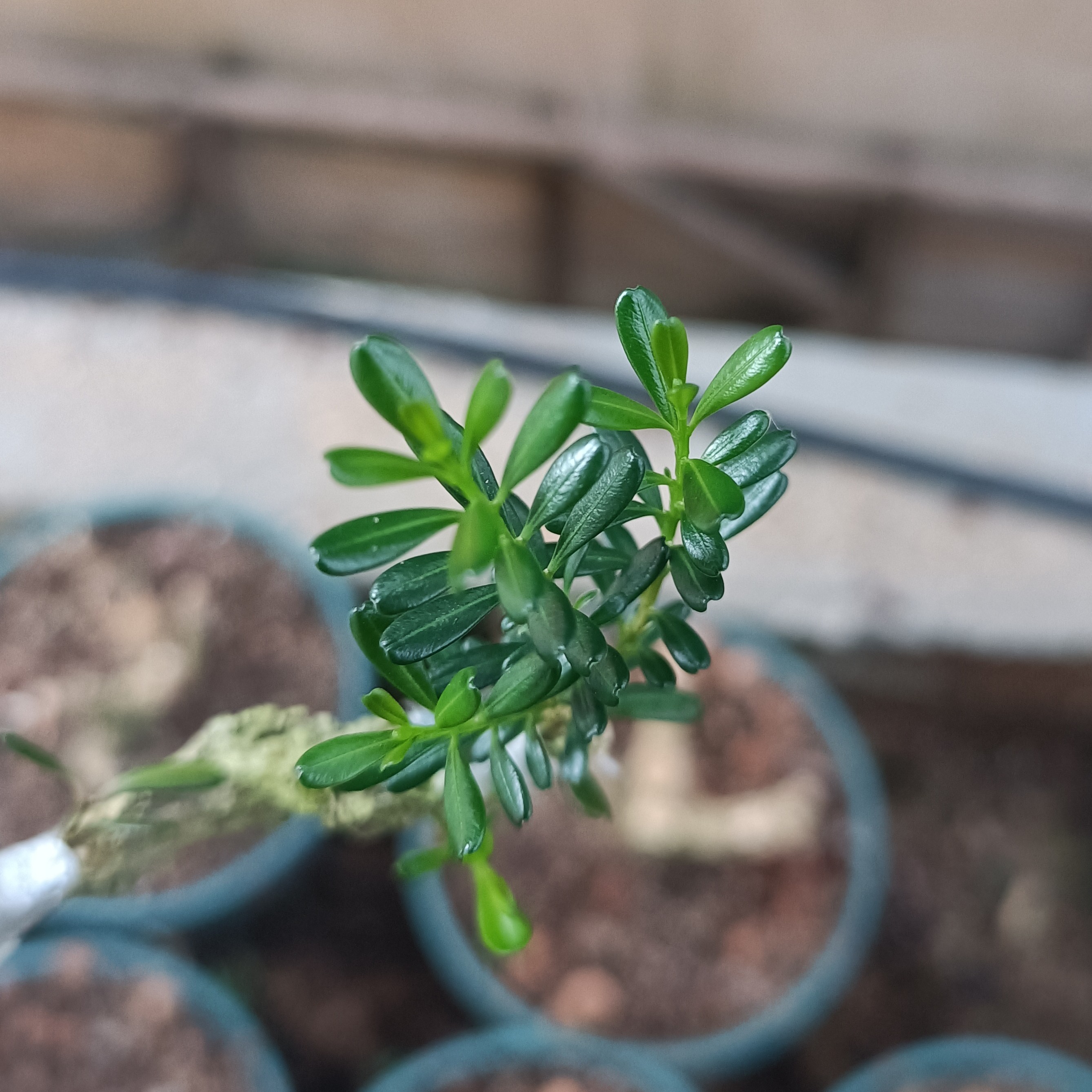 直播间一物一拍，凤凰山米叶黄杨