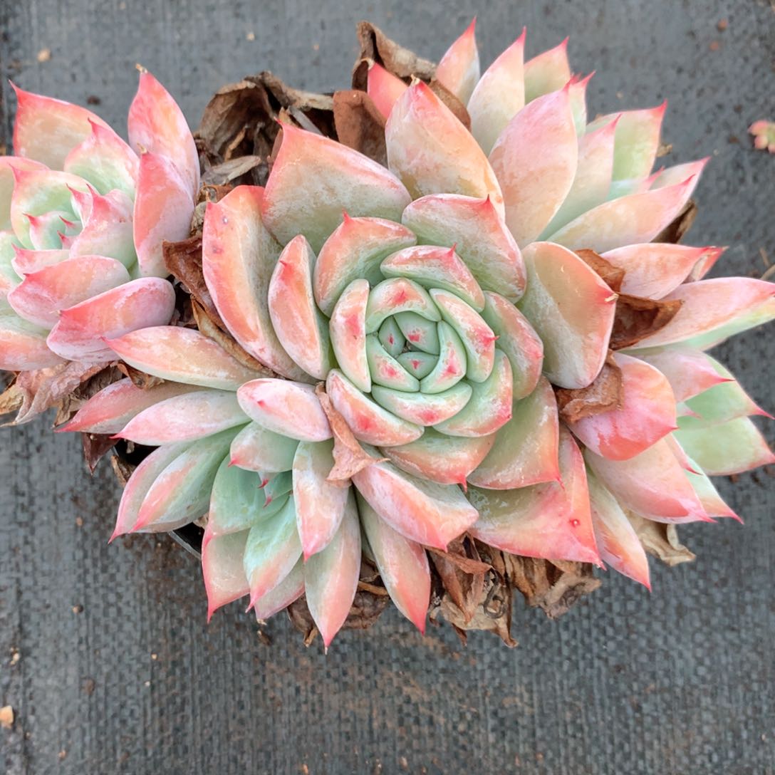 6443不包整散不售后