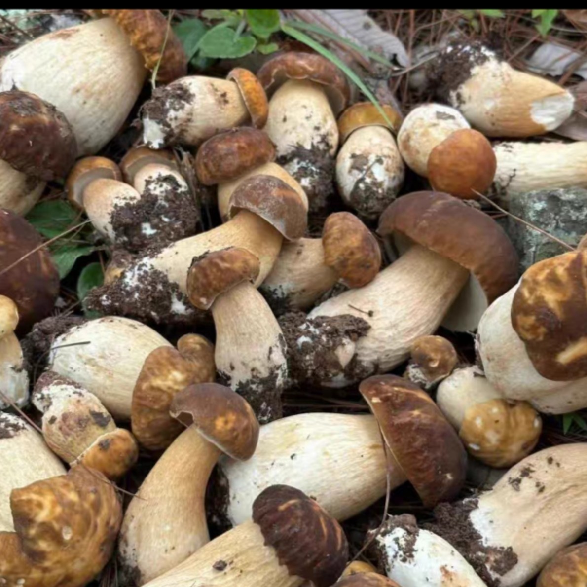 四川新鲜美味牛肝菌大脚菇爆炒煲汤新鲜采摘焯水发货整朵发货