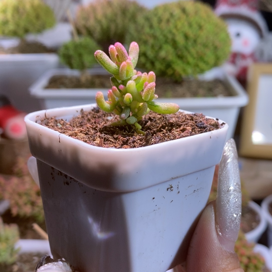 米粒阴阳锦带盆土发货一物一拍