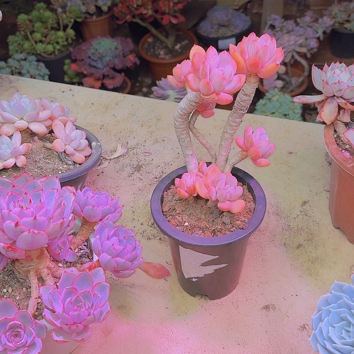 薮***猫老桩精品灰姑凉多肉植物一物一拍