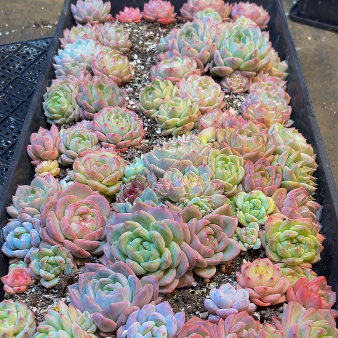 634多肉植物多肉植物