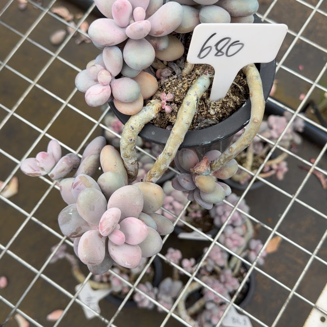 680桃蛋肉肉肉肉肉肉