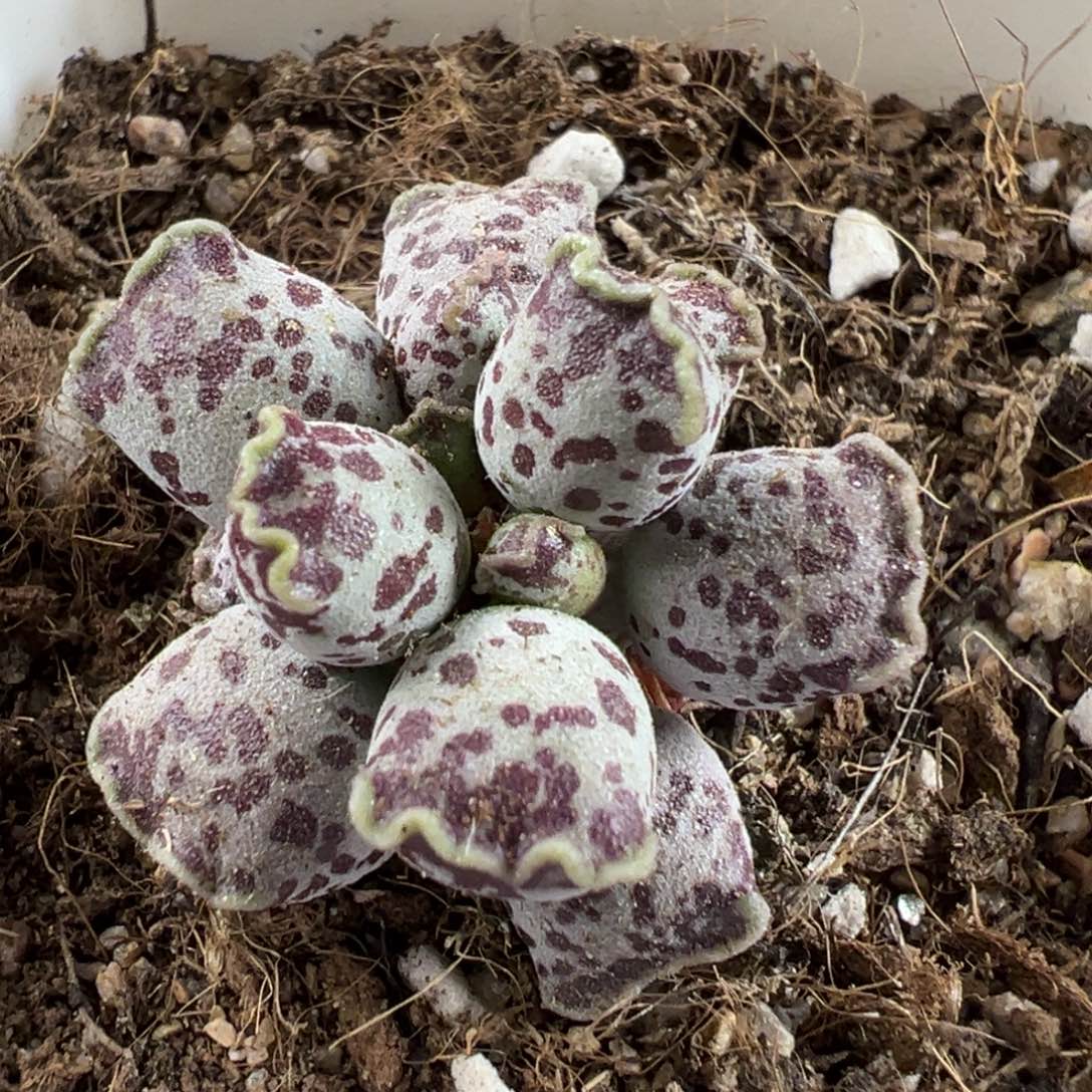 达摩海豹多肉植物水泡