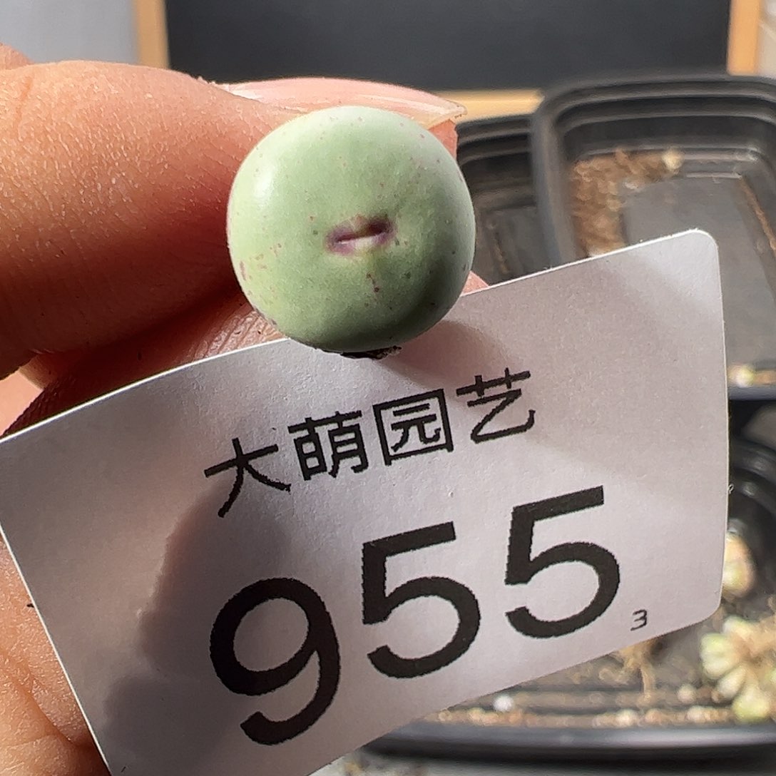 0000955 肉锥一物一拍……