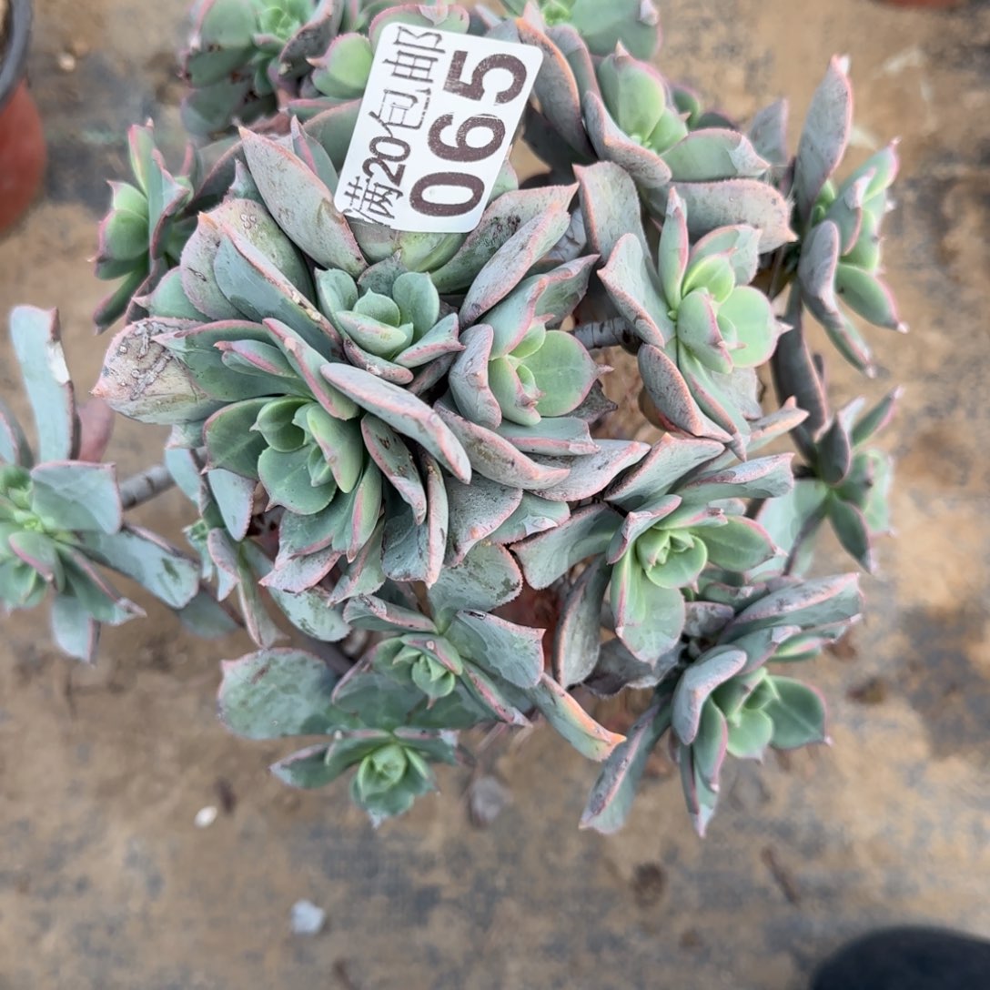 粉仙桃多肉065满20包邮断枝不包会氧化黑斑