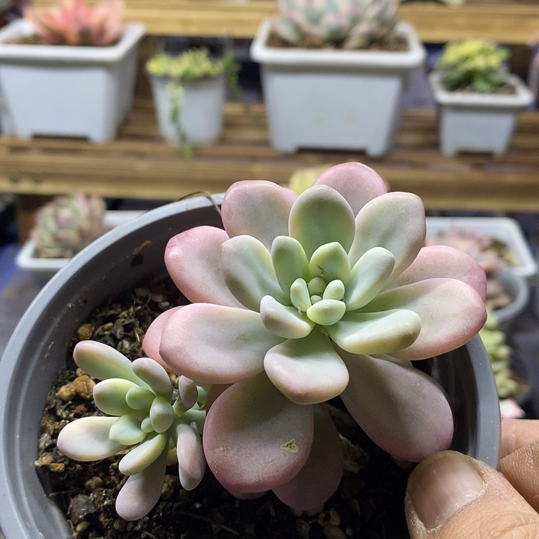 16110 洛神锦带崽