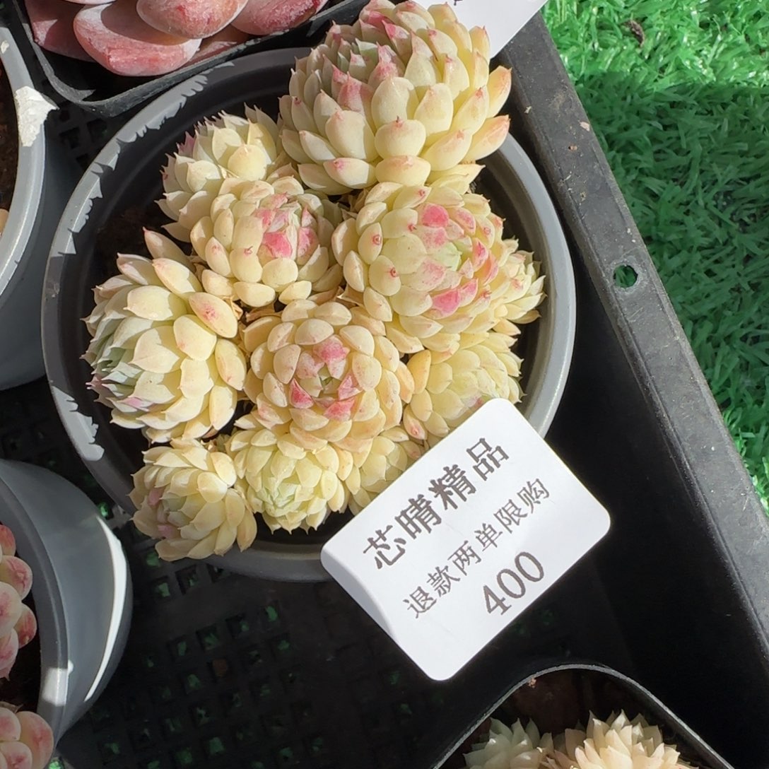 闪购精品多肉400号