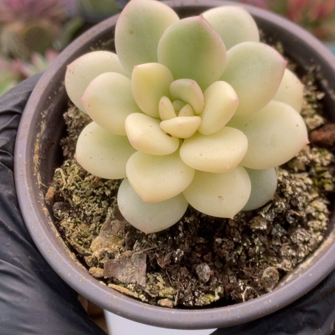 089新香水锦锦锦锦锦锦