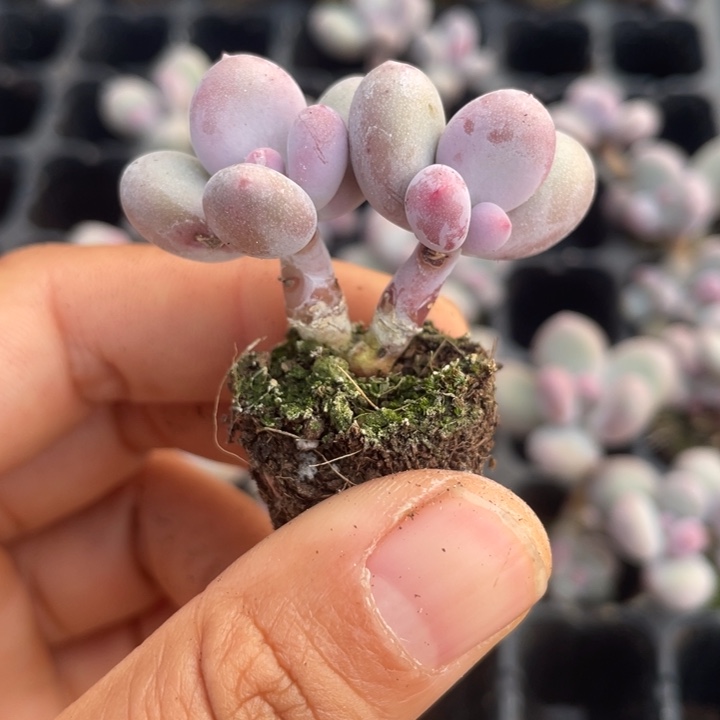 一物一拍满18包邮