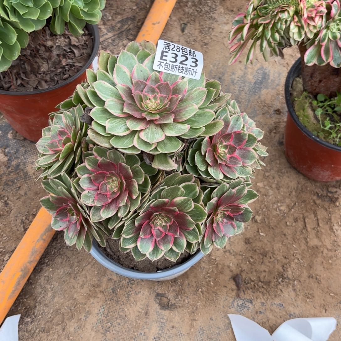 X. 323莲花座多肉。cede