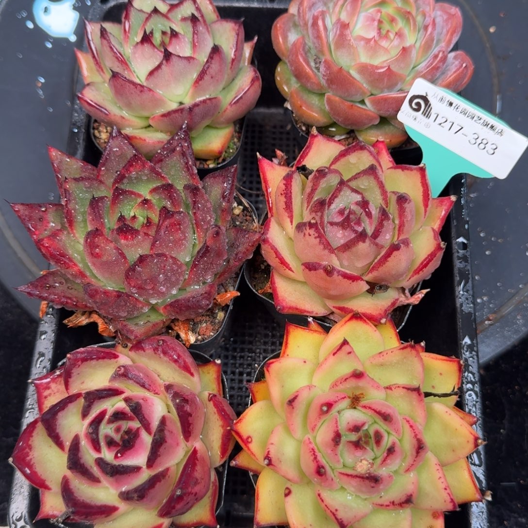 从前慢多肉精选编号1217.383