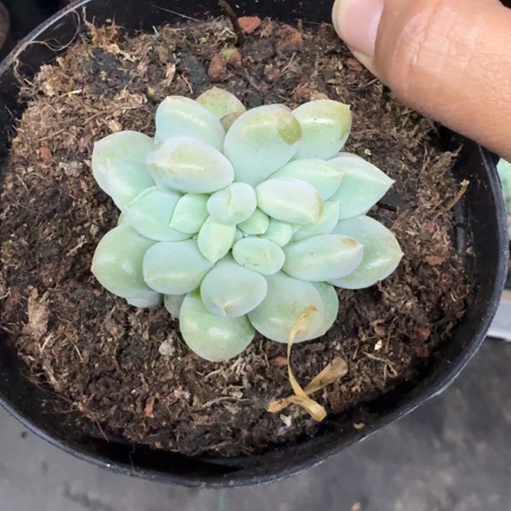 黄胖体 哥特 缀化 一物一拍