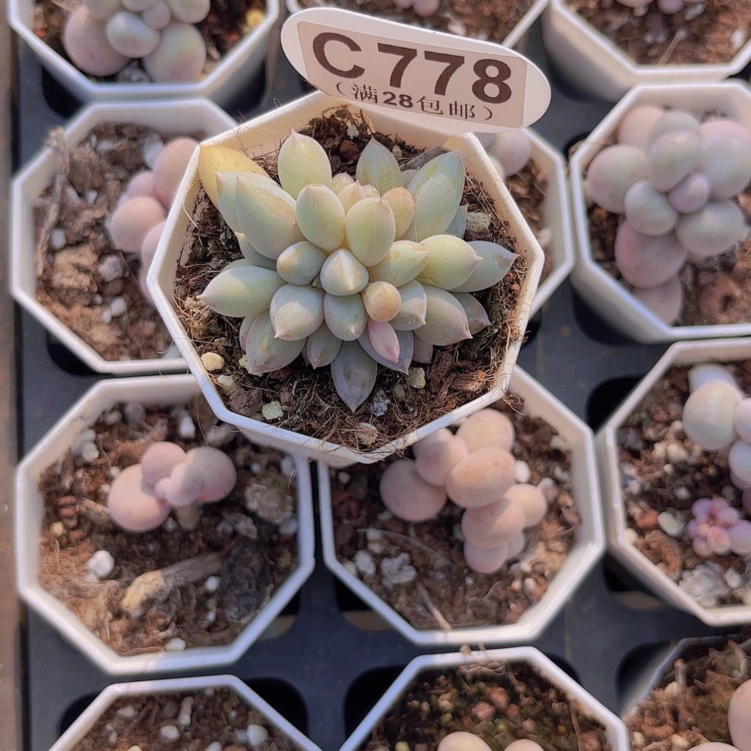 C778哥特萝莉一物一拍