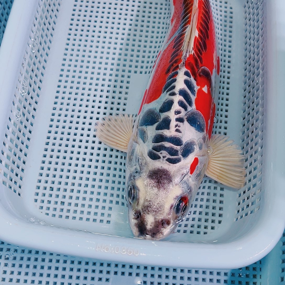 锦鲤锦鲤冷水观赏129