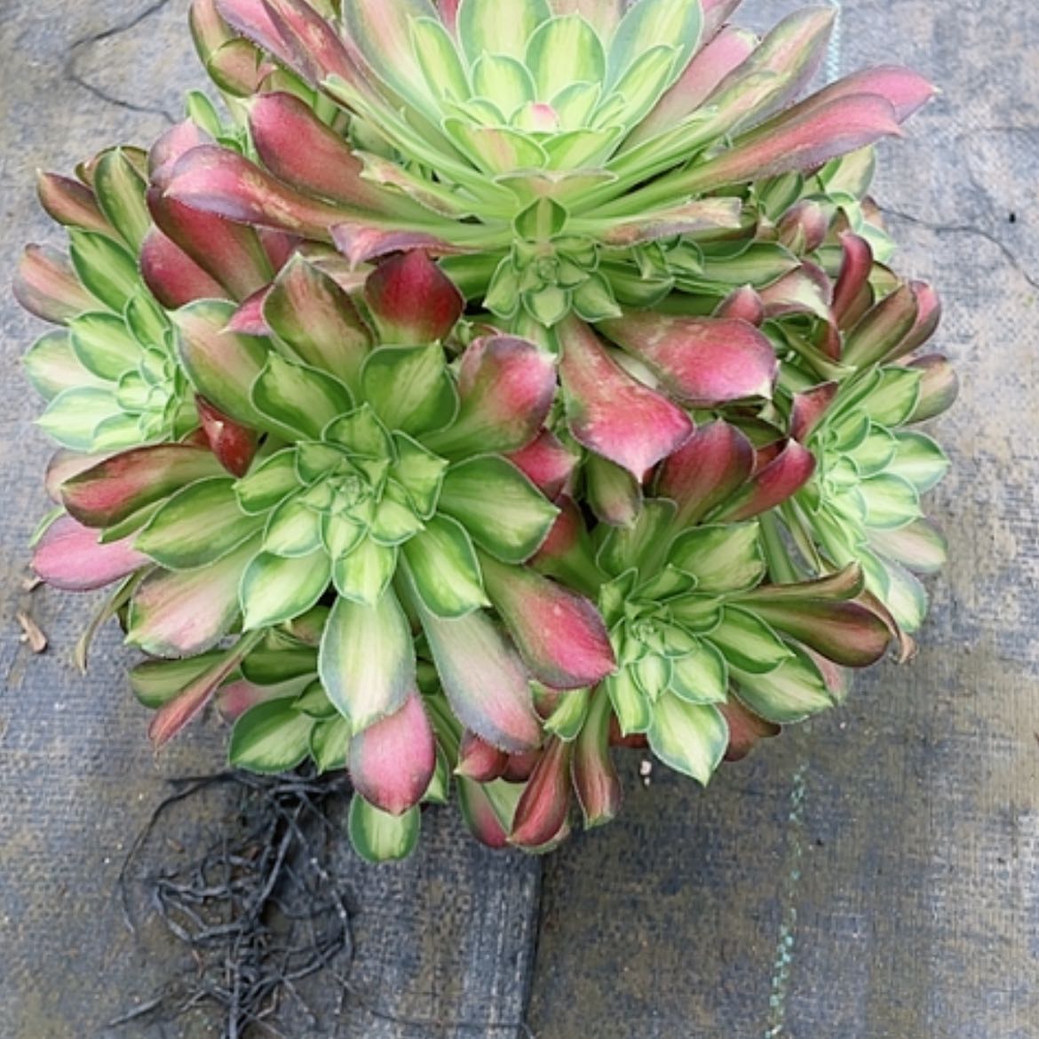 【闪购商品】法师好看也好养少华