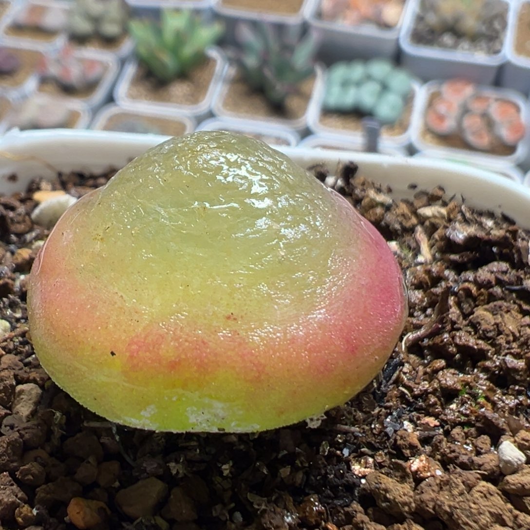 95多肉植物百科植物