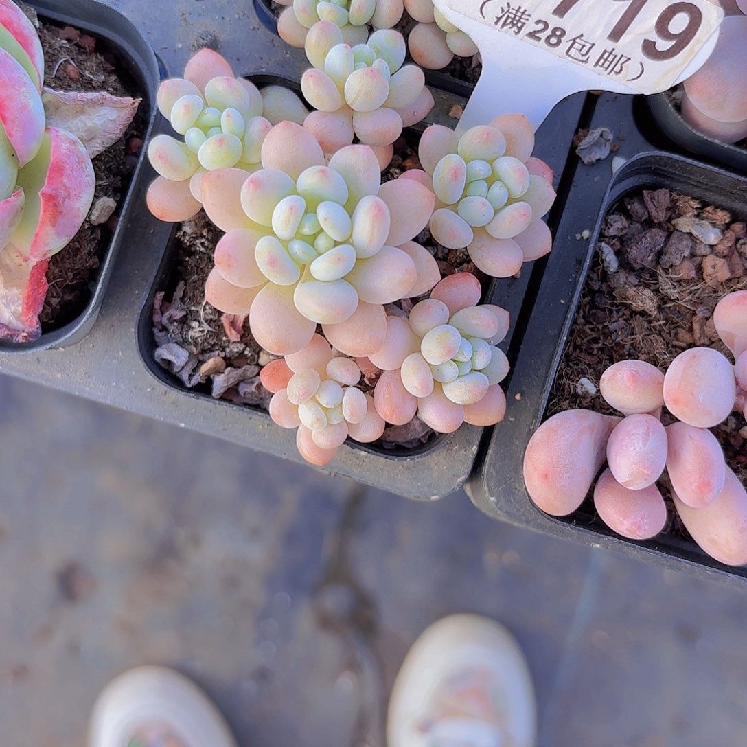 D719鱼子酱一物一拍