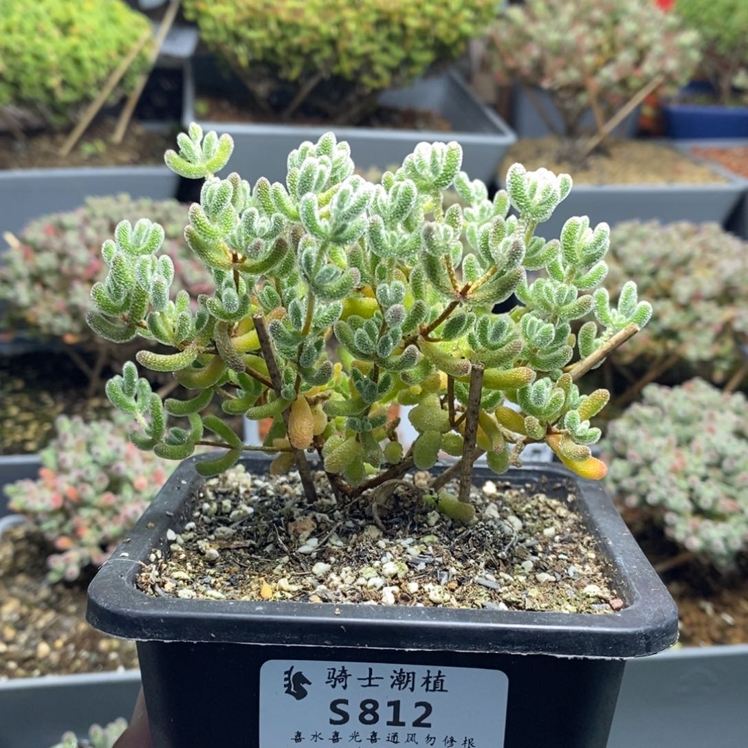 812优选冰晶枝干