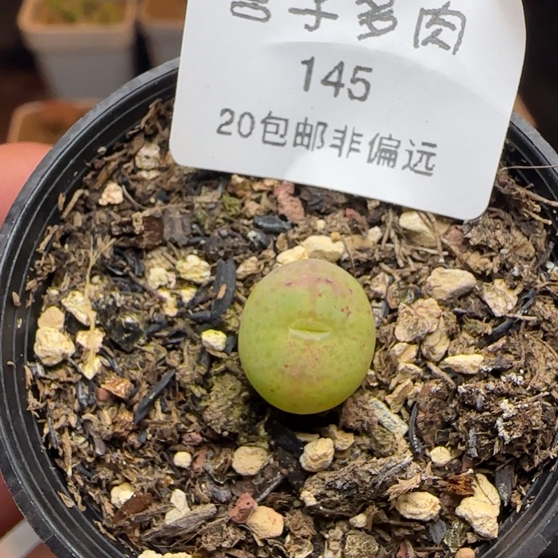 猴带盆土发货。          