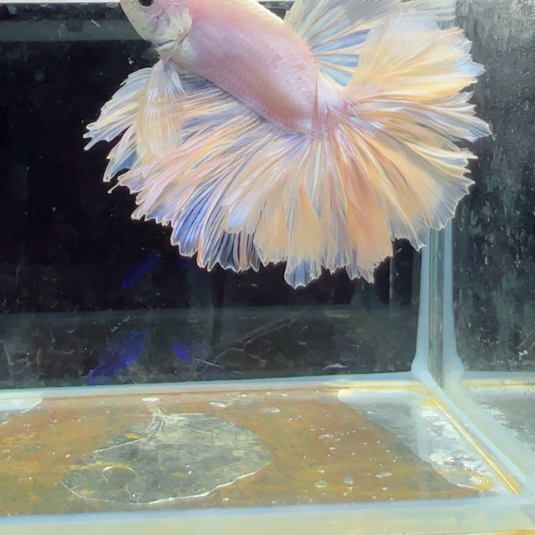 斗鱼浅色特殊尾hhhh