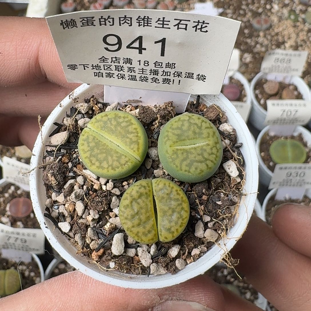 941 盆口5公分满18包邮