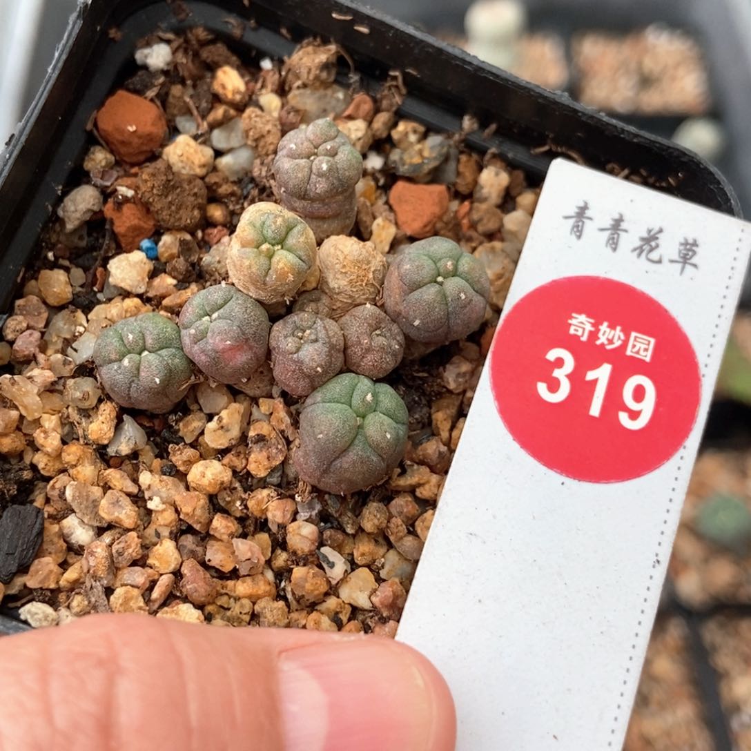 自根海鲜群一颗仙人球