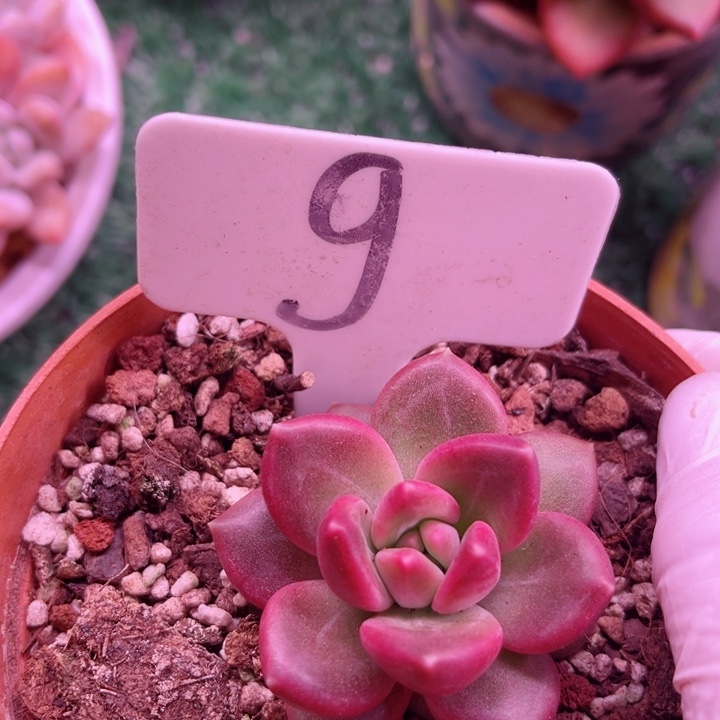 我是第一百个为妖刀应援的阴阳