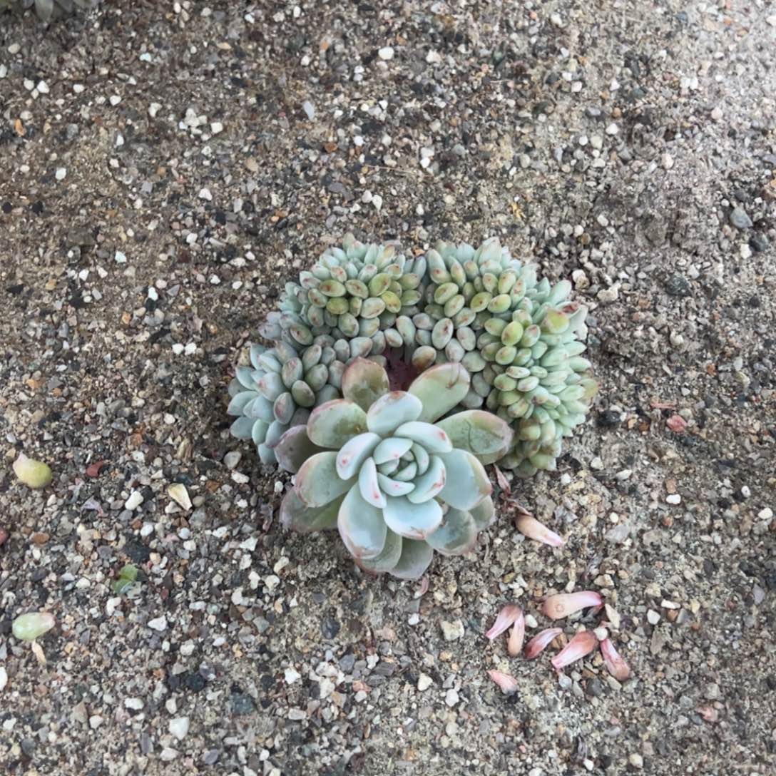 B2多肉多肉多肉多肉多肉