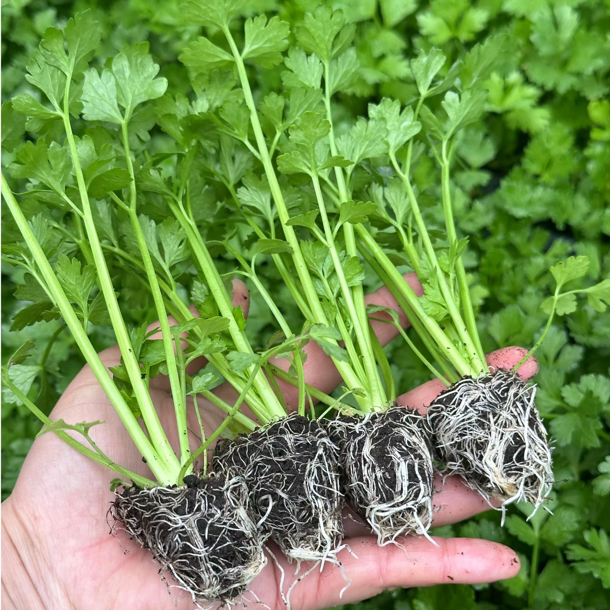 寿光芹菜苗西芹苗小香芹苗红芹菜苗包邮阳台种子盆栽蔬菜苗