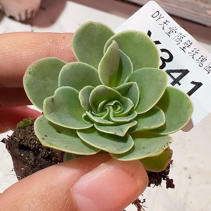 娜***子杨341 不知名捡漏