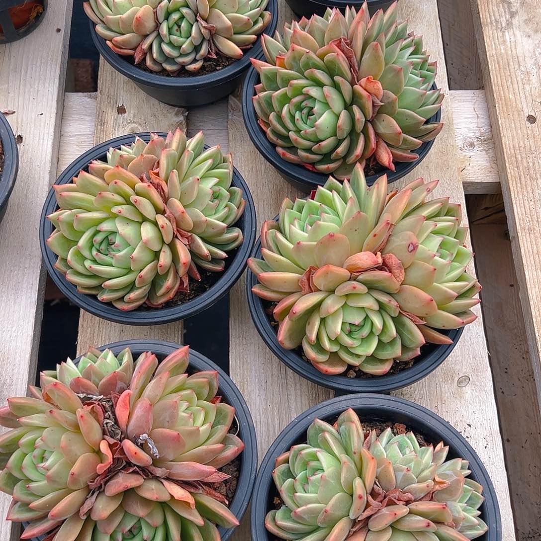 拉菲香槟，满18包邮