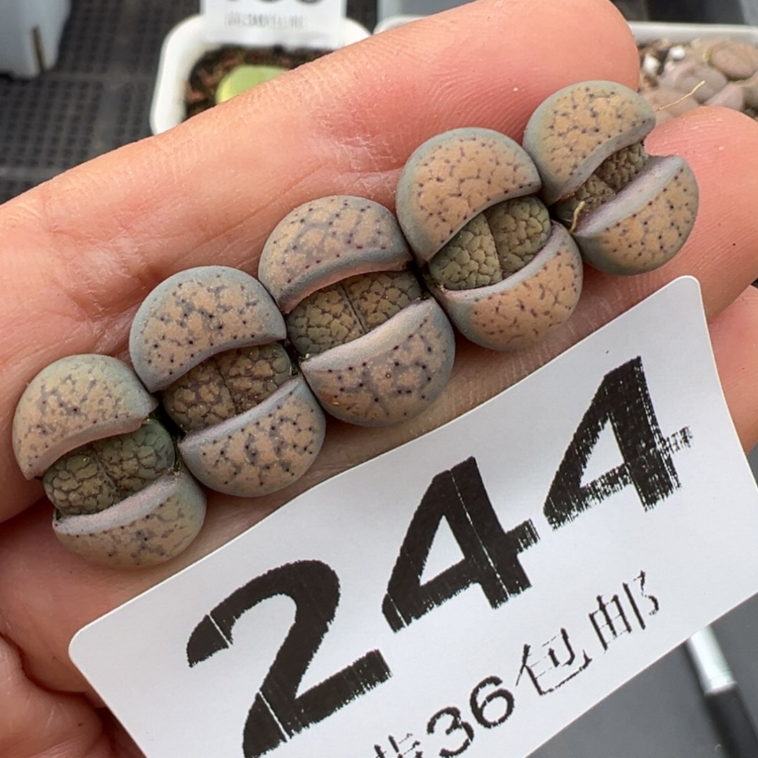 1.22好看的多肉244