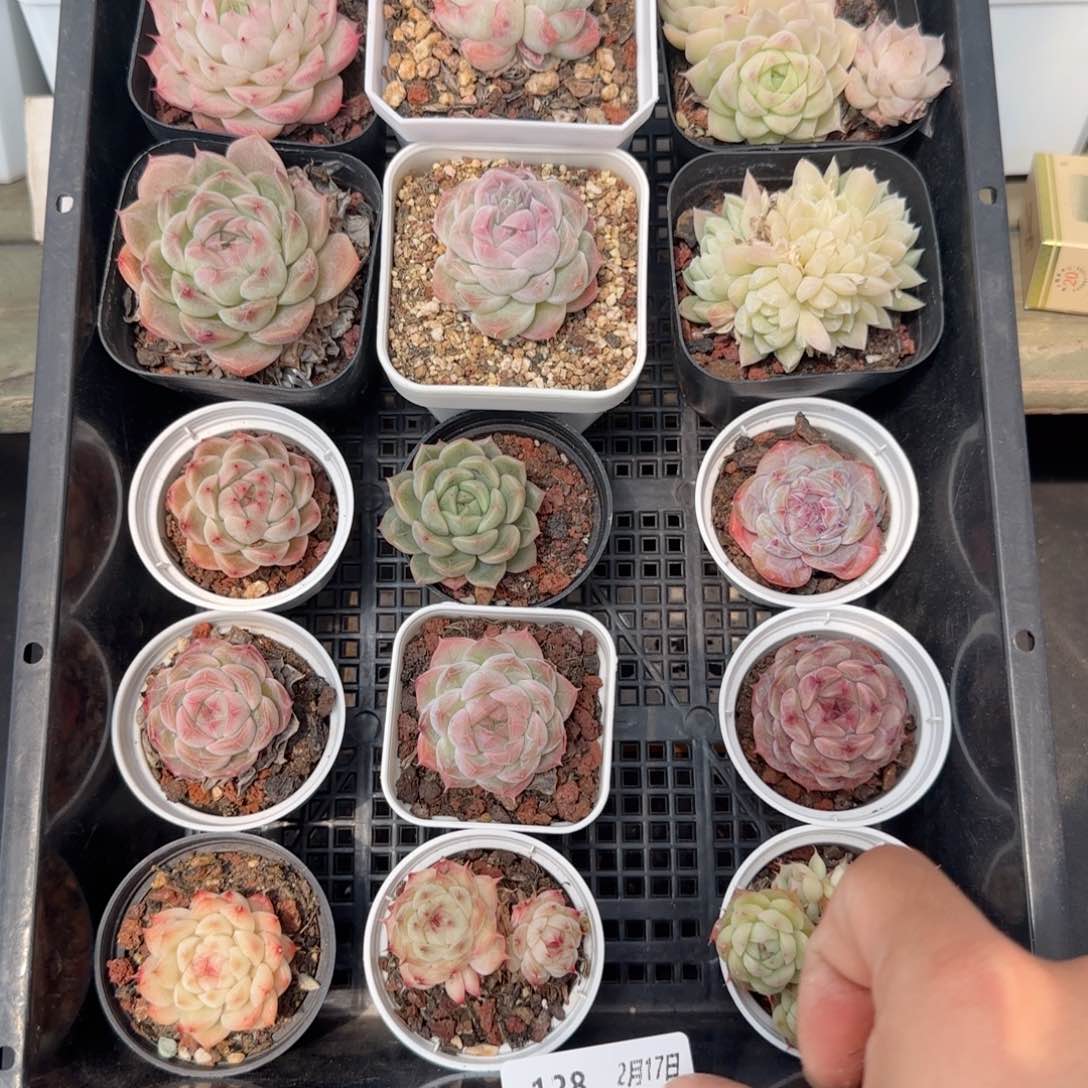 框拍框拍0217-128
