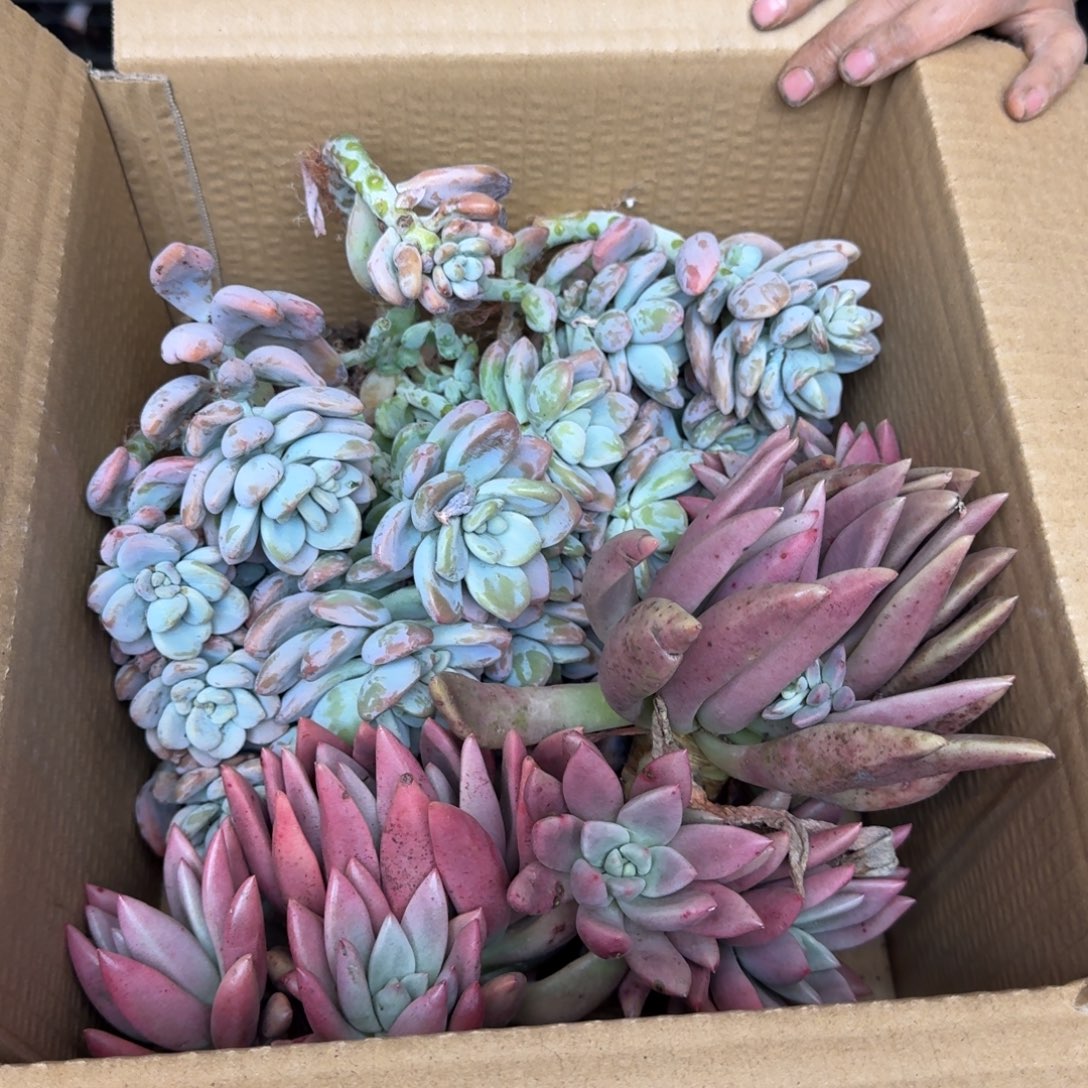 珊***、多肉砍头 不包损9133