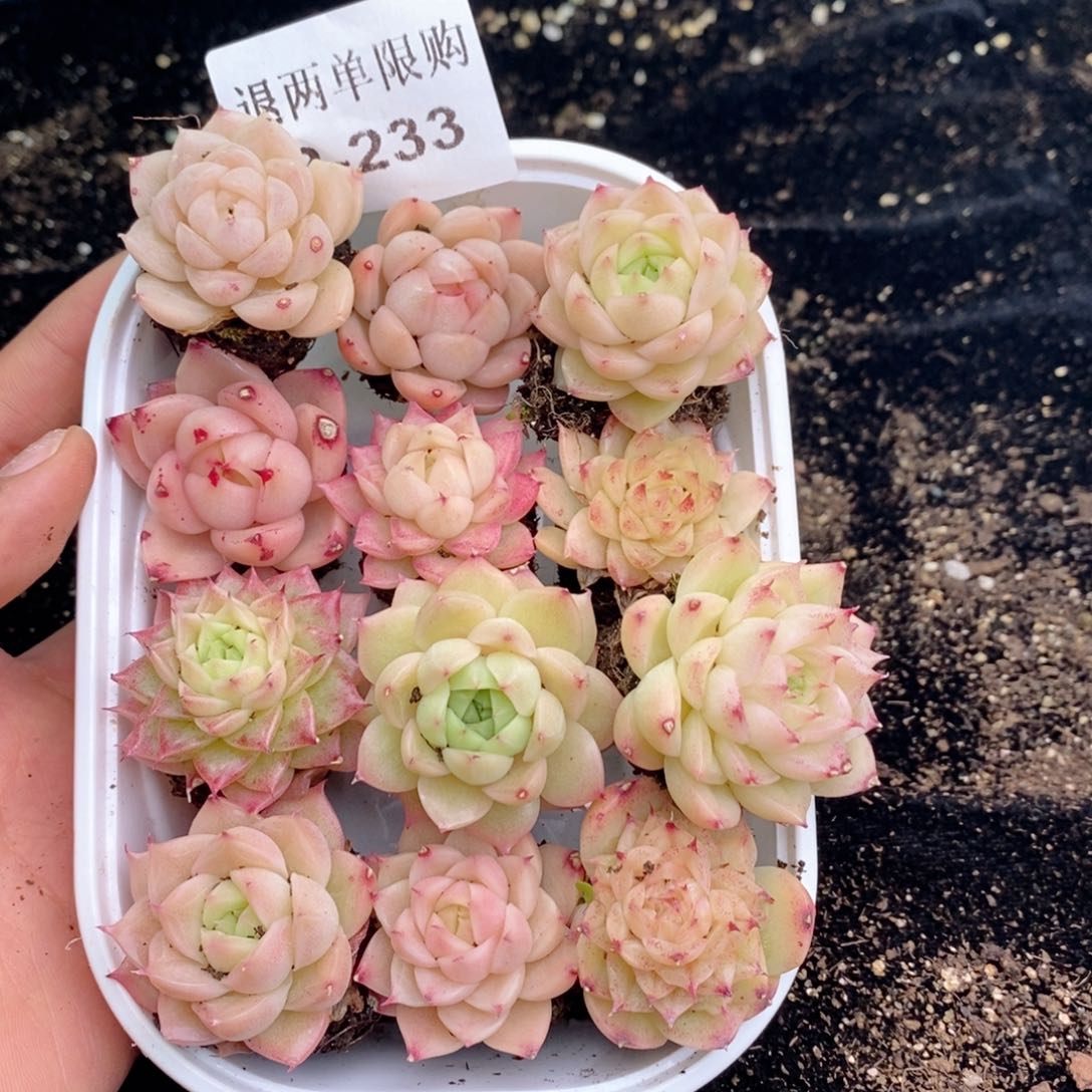 2-233 新疆西藏内蒙不发其他12.8包邮两到三公分多肉