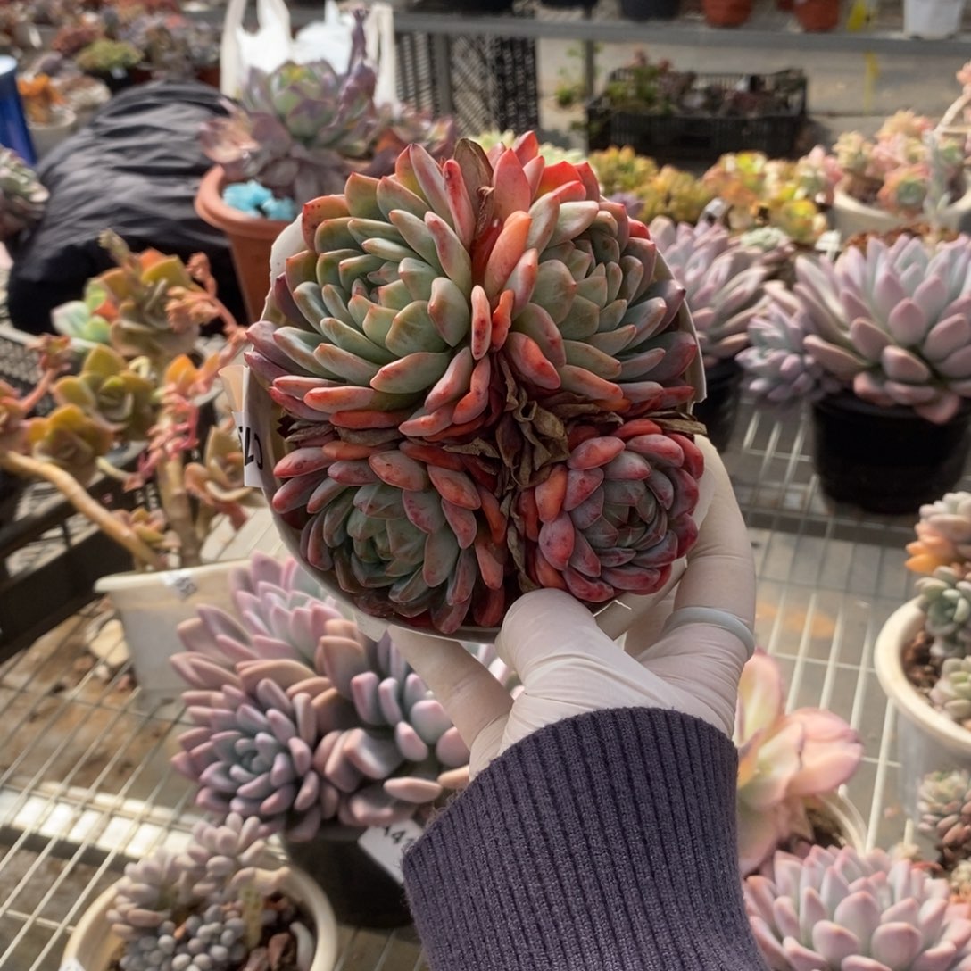 19824全明星一物一拍