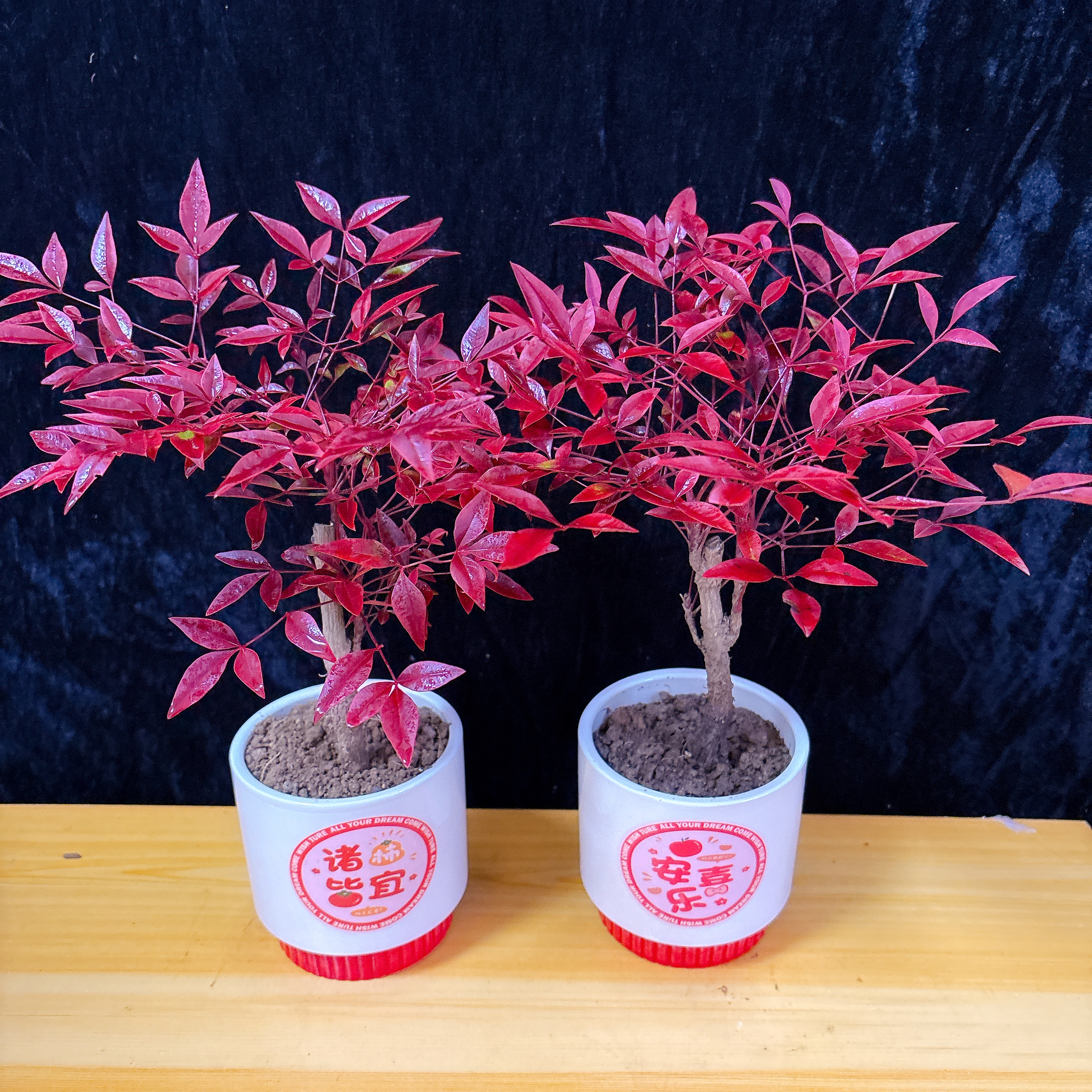 火焰红宝石南天竹盆栽树苗绿植庭院绿化观叶四季植物耐寒好养盆景