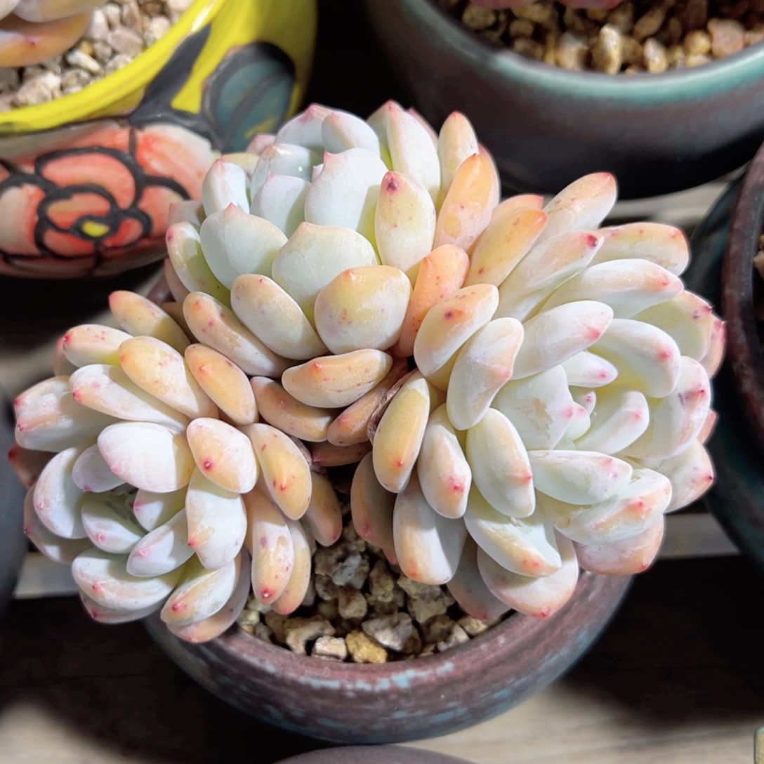 小希的星影就是米中通