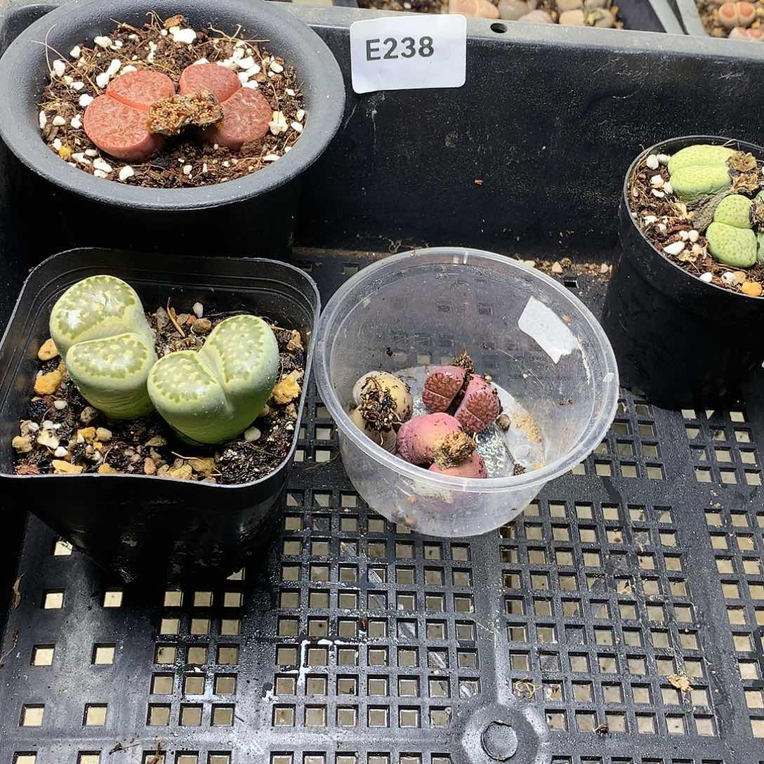 瓶**鱼E238补多肉植物保护