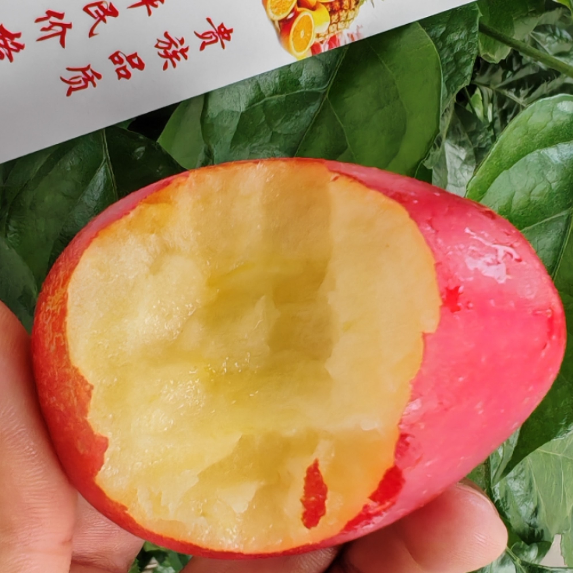 新疆香槟果 香妃鸡心果