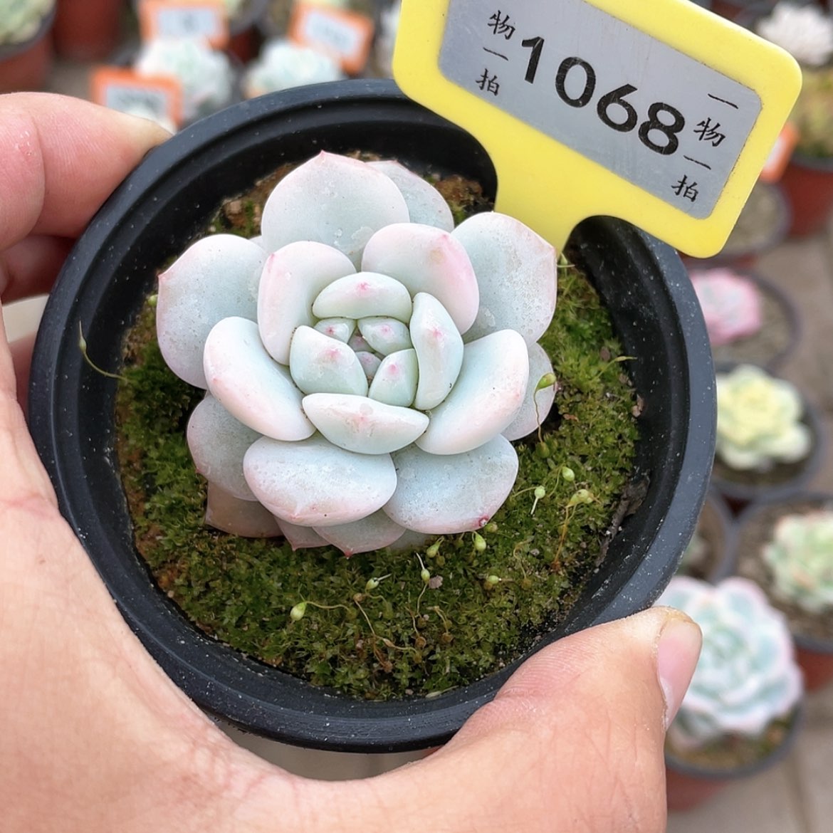 【闪购商品】1068号