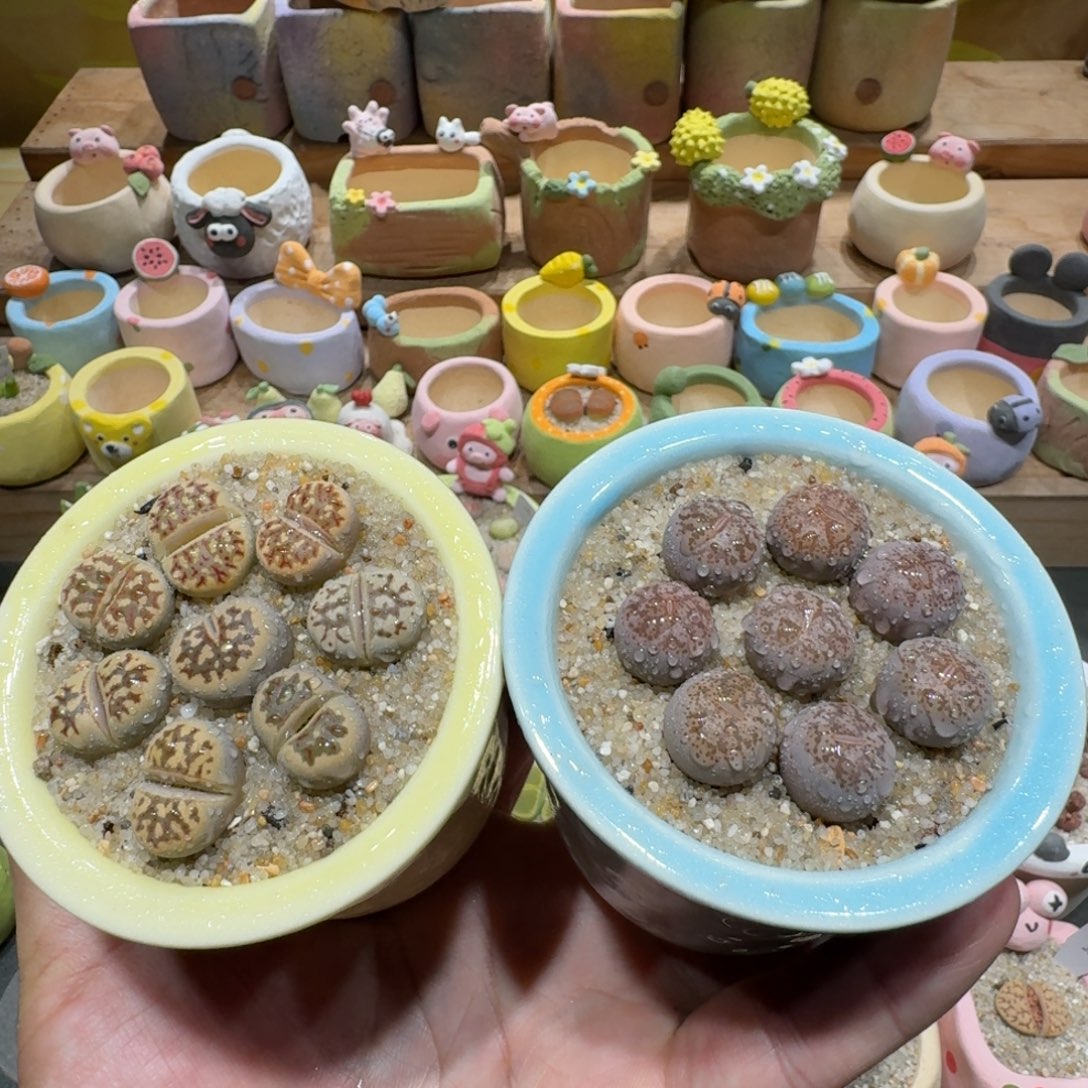 蘑菇1207彩研丽虹多肉植物