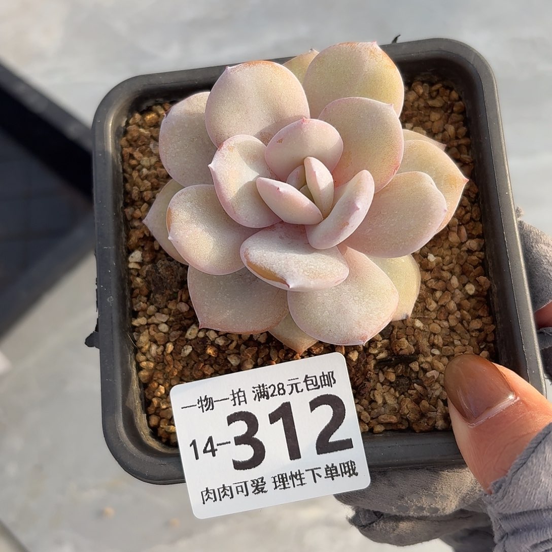 奶茶无盆土发货无