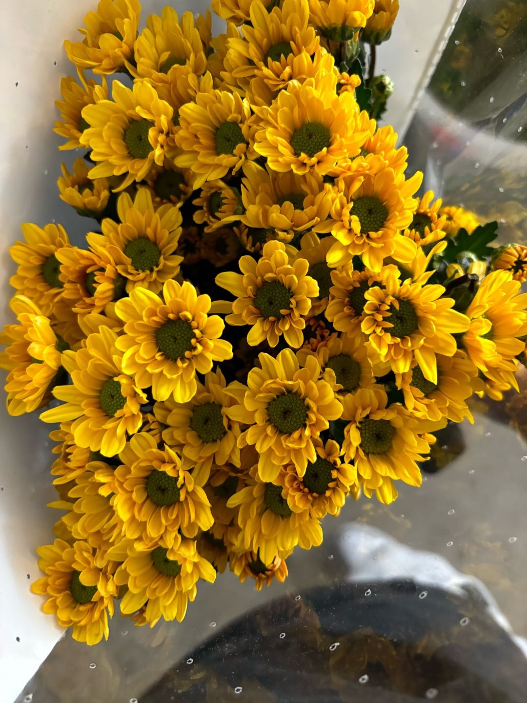 橙色系小菊10支含20%耗损❤快递揽收后不支持退款