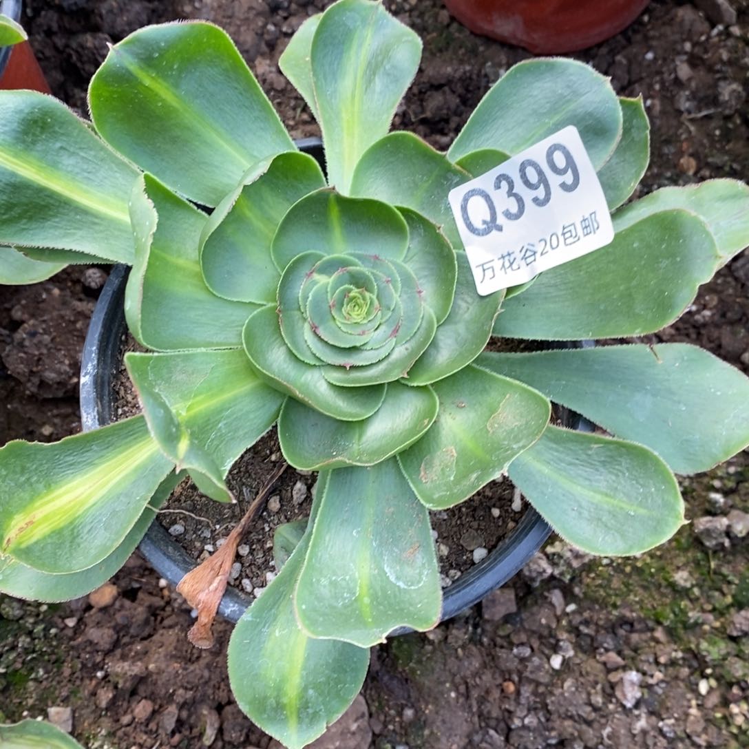 399君美丽多肉植物