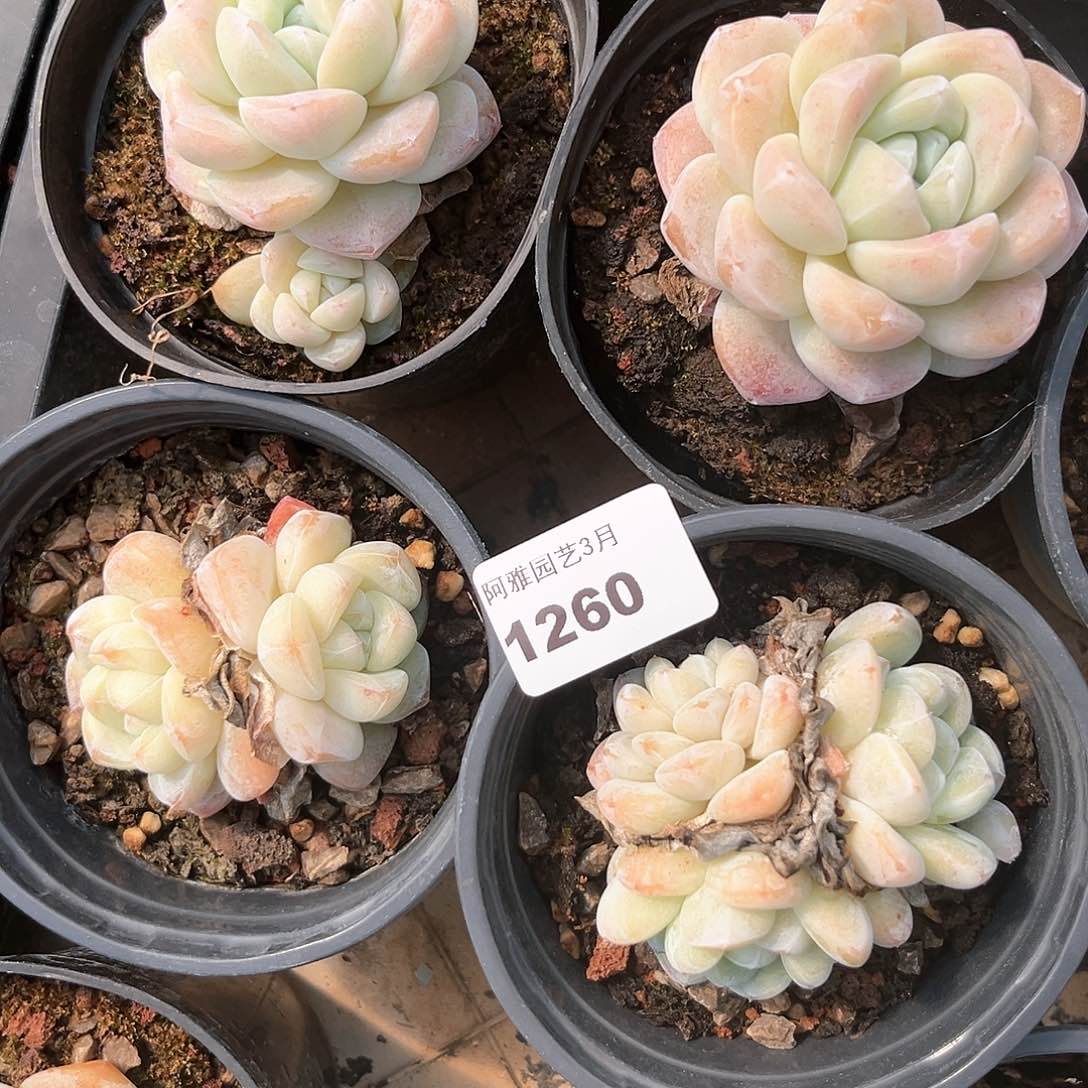 阿雅园艺。    1260