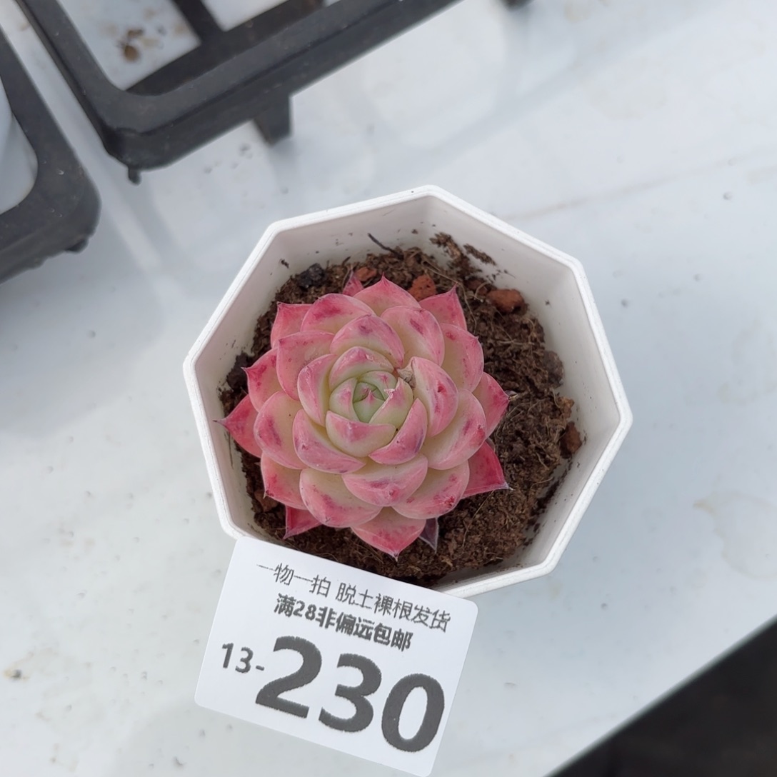 粉水晶单头多肉多肉