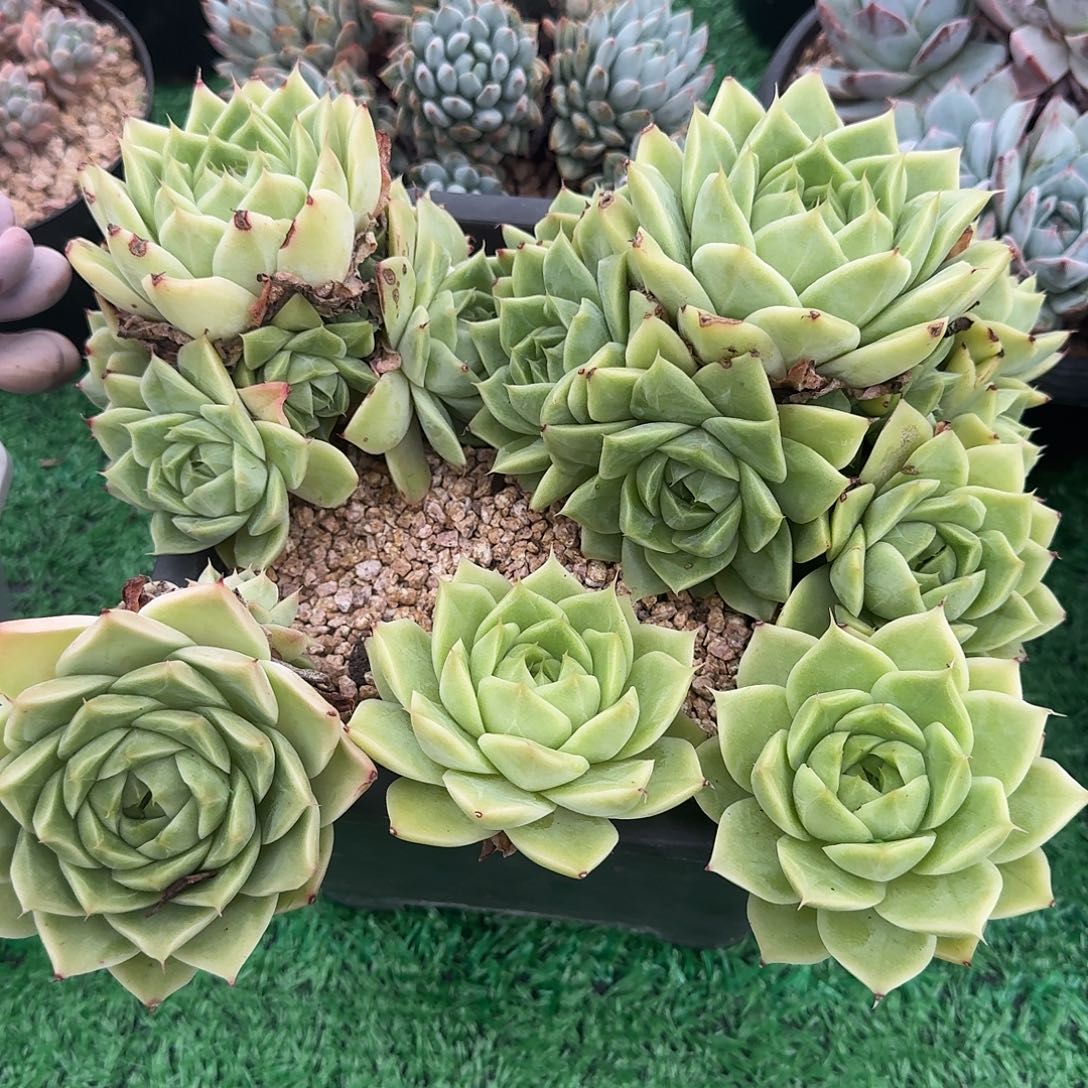 多肉植物一物一拍