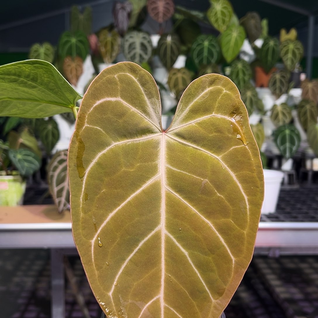 完全开放红刷子花烛